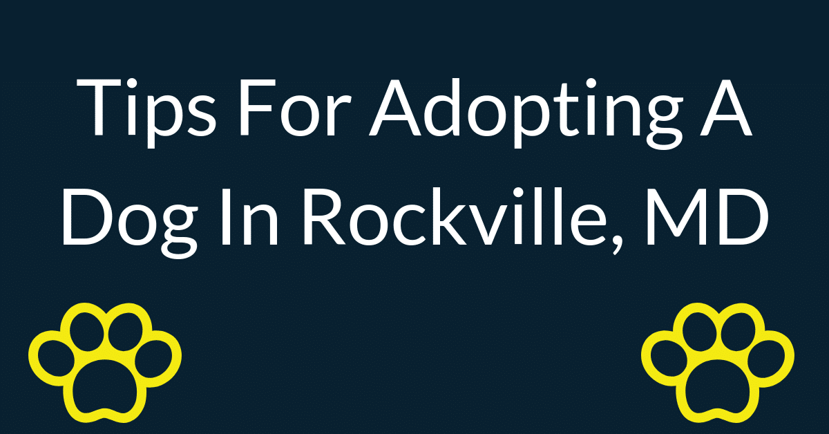 adopting a dog adopting a dog