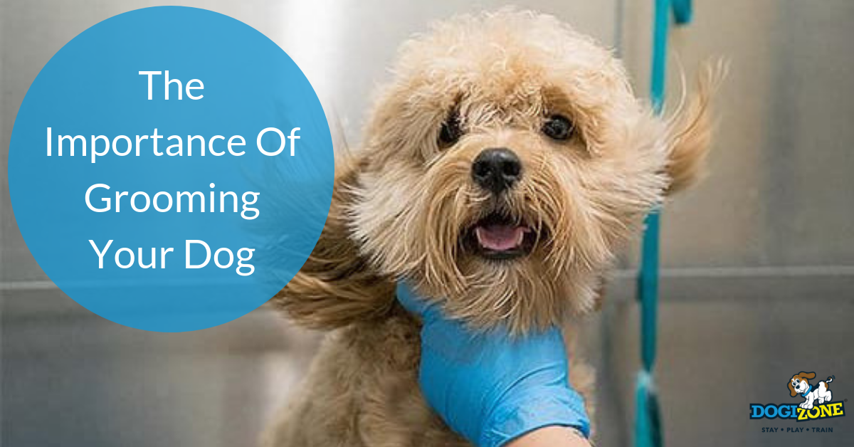 importance of dog grooming