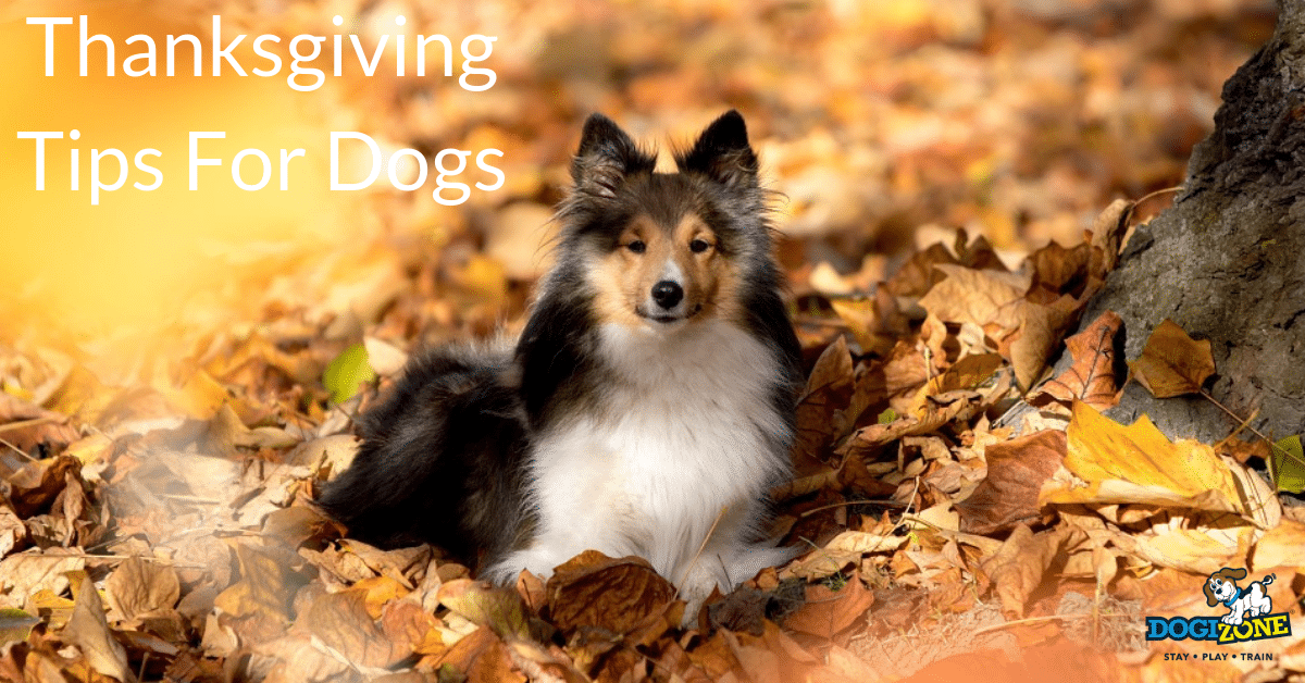 thanksgiving tips for dog owners