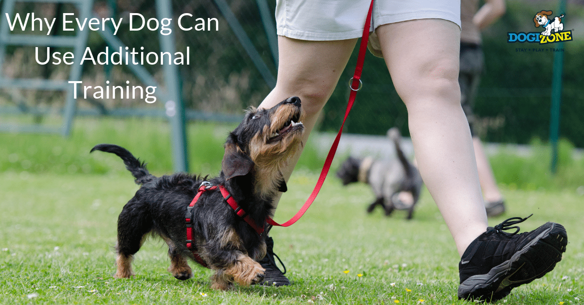 Why Every Dog Can Use Additional Training