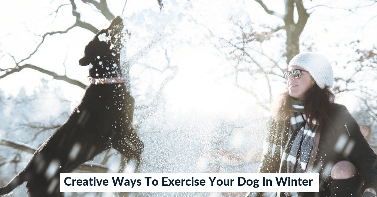 How to Exercise Your Dog In the Winter