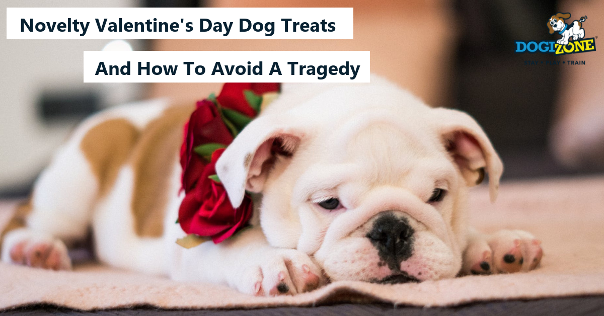 Safe dog treats for valentine's day