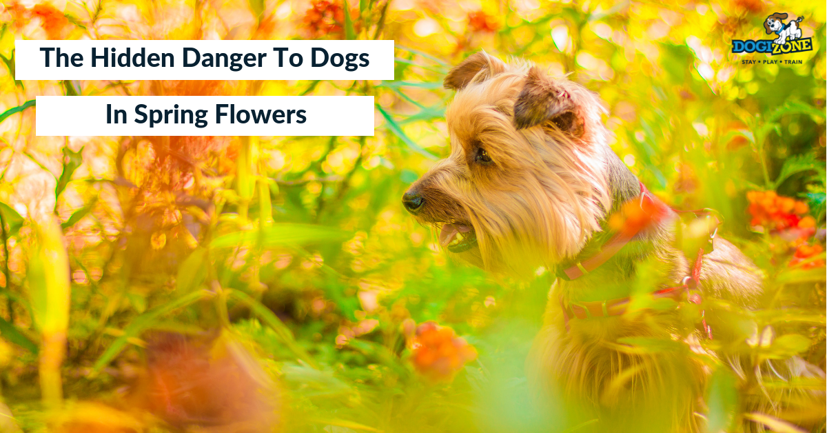 Hidden dangers with spring flowers for dogs
