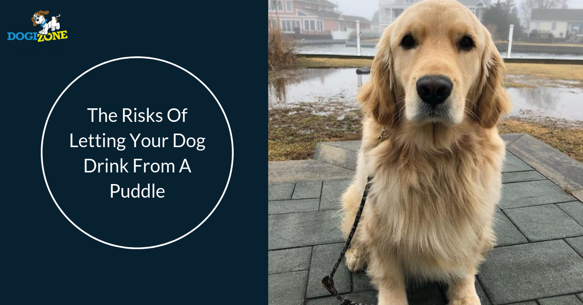 Risks Of Letting Your Dog Drink From A Puddle