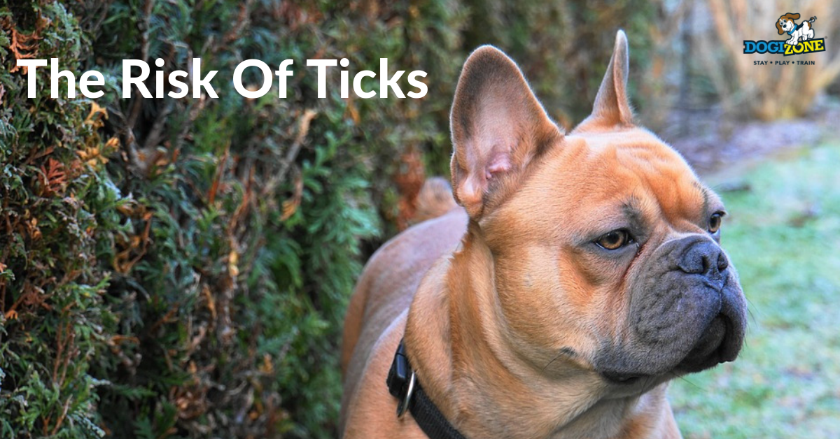 Risk of Ticks for Dogs