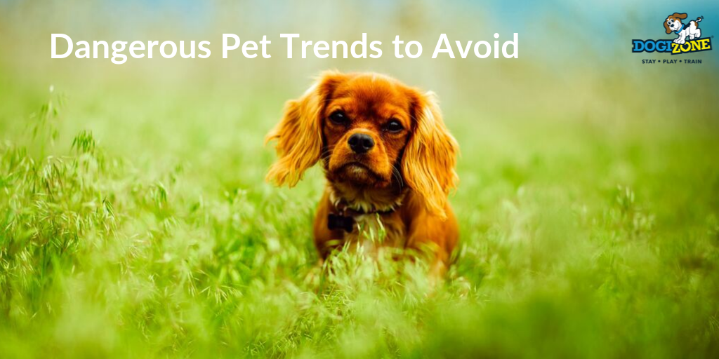 Dangerous Pet Trends To Avoid