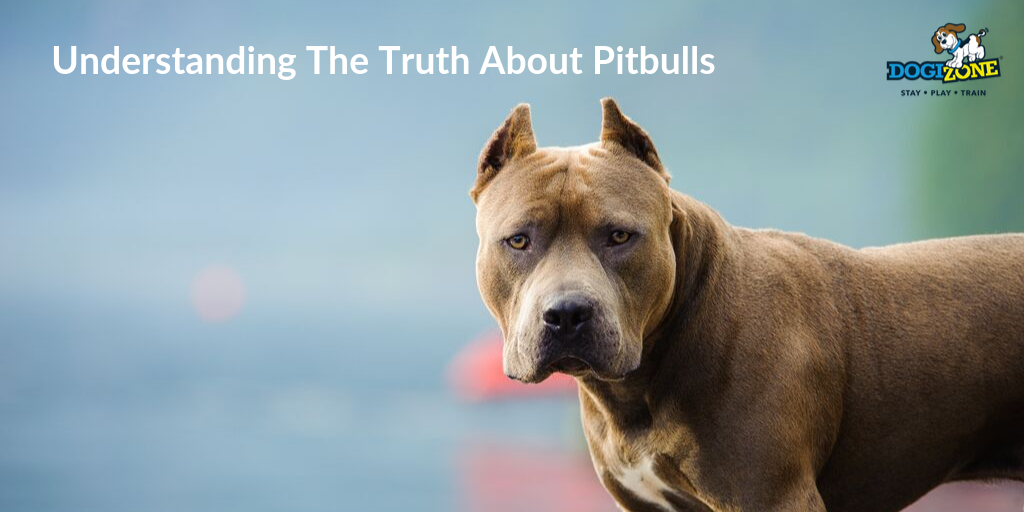 Understanding The Truth About Pitbulls Dogizone