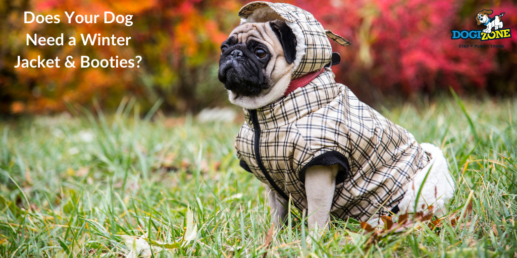Does your dog need a winter jacket