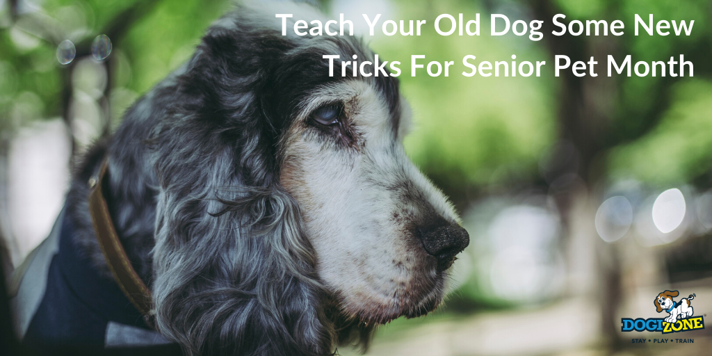 Teaching an old dog new tricks