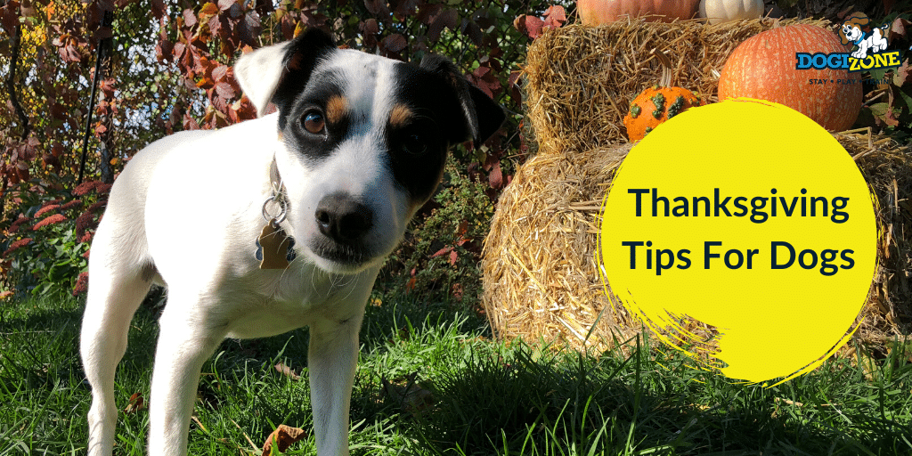 Thanksgiving tips for dogs