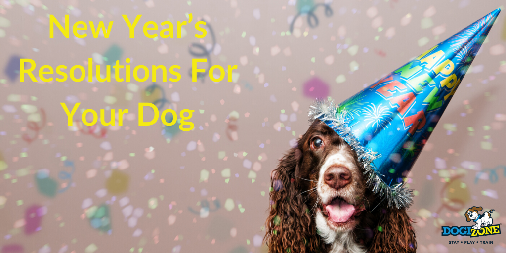 New year's resolutions for your dog