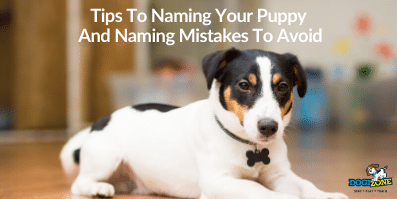 Tips To Naming Your Puppy And Naming Mistakes To Avoid
