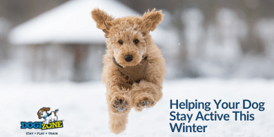 Helping Your Dog Stay Active This Winter