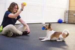 Dogizone staf member playing ball with a dog