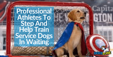 Professional Athletes To Step And Help Train Service Dogs In Waiting