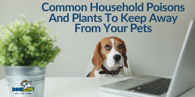 Common Household Poisons And Plants To Keep Away From Your Pets