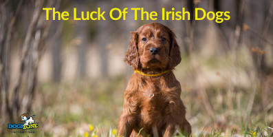 The Luck Of The Irish Dogs