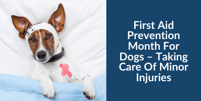 First Aid Prevention Month For Dogs – Taking Care Of Minor Injuries