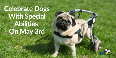 Celebrate Dogs With Special Abilities On May 3rd