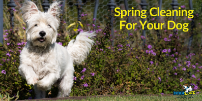 Spring Cleaning For Your Dog