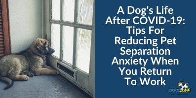 Tips For Reducing Pet Separation Anxiety When You Return To Work