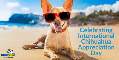 Larga Vida Al Perro: Celebrating International Chihuahua Appreciation Day