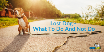 Lost Dog - What To Do And Not Do