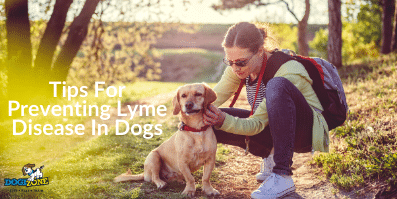 Tips For Preventing Lyme Disease In Dogs