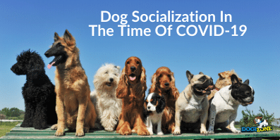 Dog Socialization In The Time Of COVID-19
