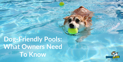 Dog-Friendly Pools: What Owners Need To Know