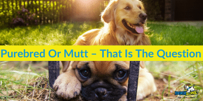 Purebred Or Mutt – That Is The Question