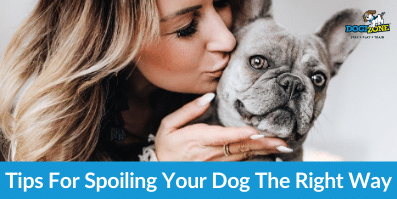 Tips For Spoiling Your Dog The Right Way