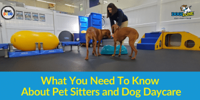 What You Need To Know About Pet Sitters and Dog DayCare