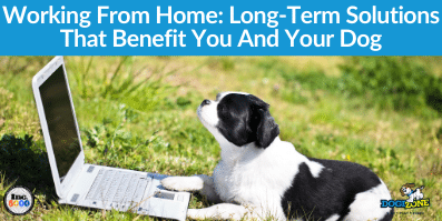 Working From Home: Long-Term Solutions That Benefit You And Your Dog