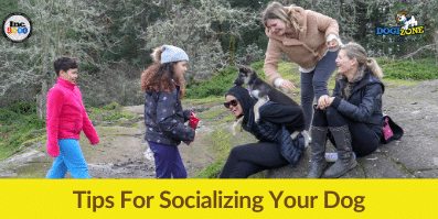 Tips For Socializing Your Dog