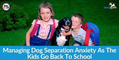 Managing Dog Separation Anxiety As The Kids Go Back To School