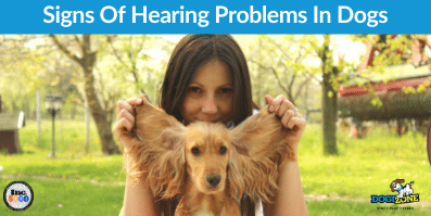 Signs Of Hearing Problems In Dogs