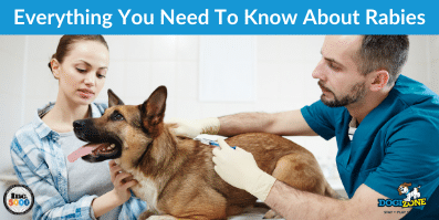 Everything You Need To Know About Rabies