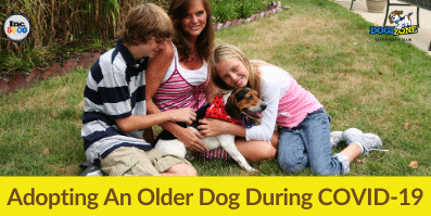 Adopting An Older Dog During COVID-19