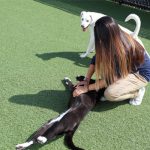 Staff petting a dog outside