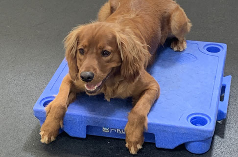 Professional Dog training Professional Dog training
