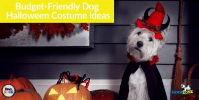 Budget-Friendly Dog Halloween Costume Ideas