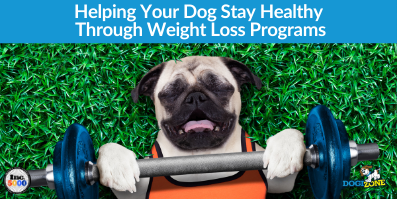 Helping Your Dog Stay Healthy Through Weight Loss Programs