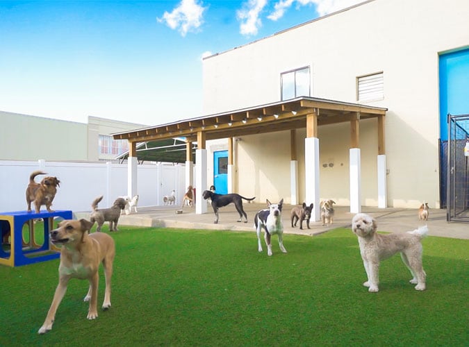 Dog Boarding in Rockville, MD DogiZone