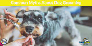 Dog Grooming Myths
