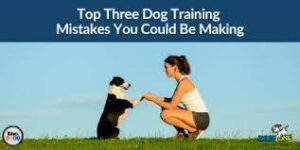 Training a dog