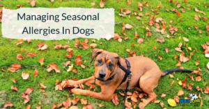 managing season allergies in dogs