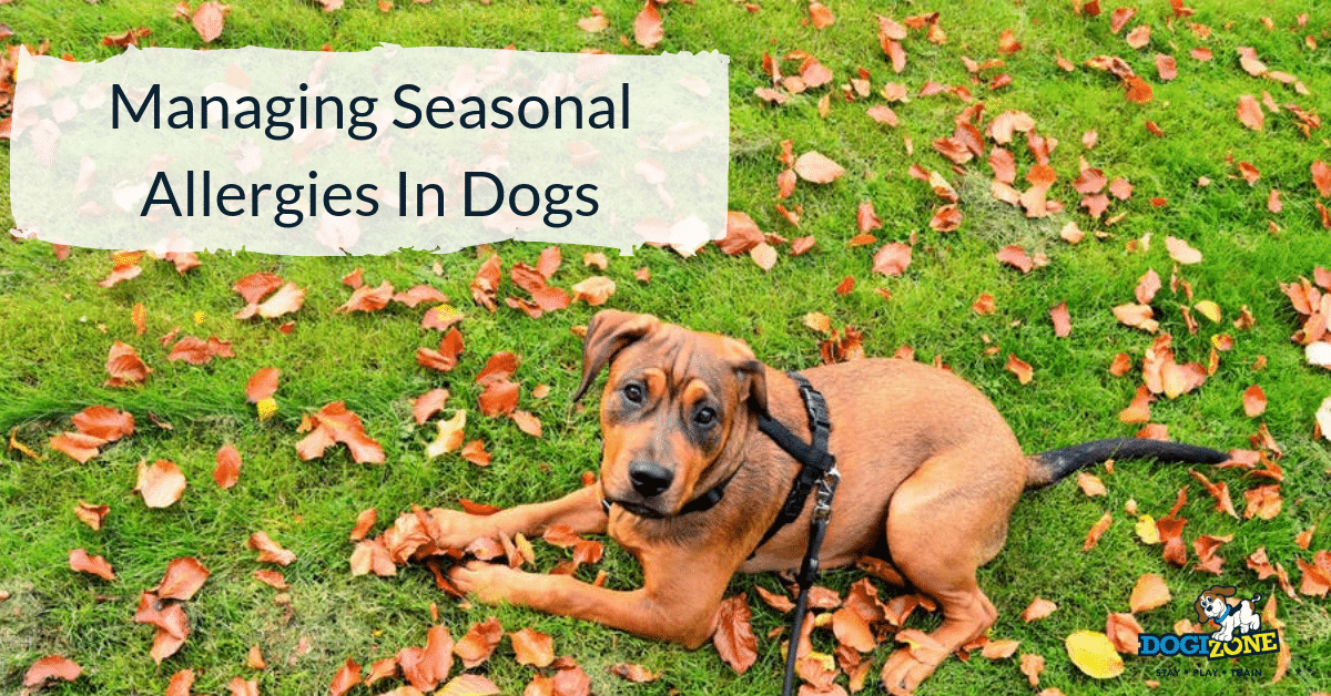 Allergies in Dogs How to Manage Them