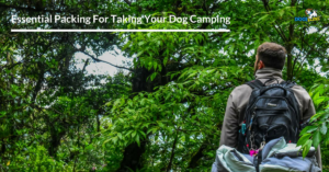 tips for camping with your dog