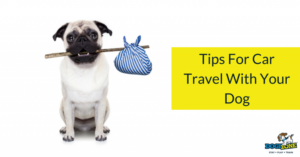 dog car travel dog car travel